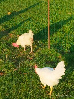 Leghorn - 5