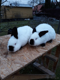 Predám králiky - 5