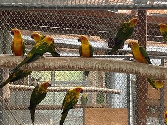 Arartinga slnečná- predaj  - 5