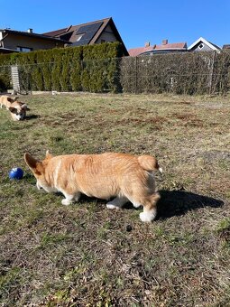 Corgi - 5