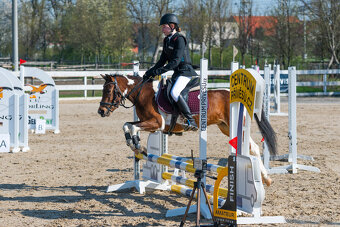 sportovní pony klisna - 5