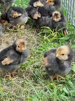 Kuriatka Ayam Cemani a Forver - 5