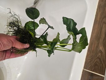 Anubias - 5