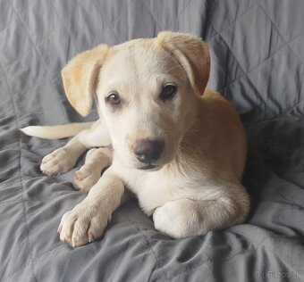 Šteniatko Terrina k adopcii - 5