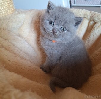 Britské modré mačiatka s PP - 5