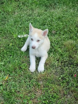 Sibirsky Husky - 5