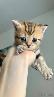 Škótske Klapouché/Rovnouché Mačiatká (Scottish Fold/Straight - 5