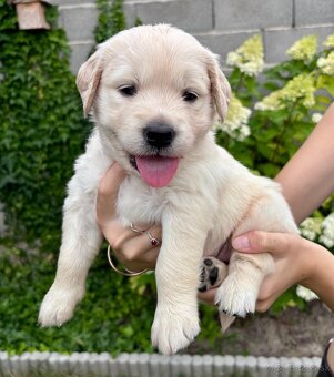 Zlatý retriever šteniatka narodené 16.6.2025 - 5