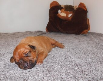 Rhodesian ridgeback- fenka s PP - 5