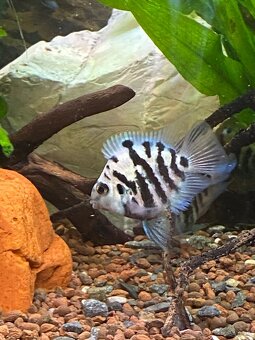 Blue parrot cichlidka - 5