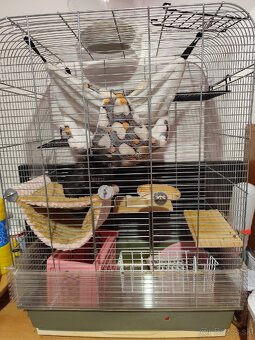 Predám činčilu samička - 5