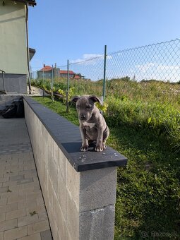 Americký stafodširsky terier - 5