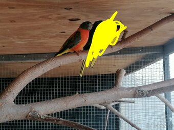 Neofema modrohlava - 5