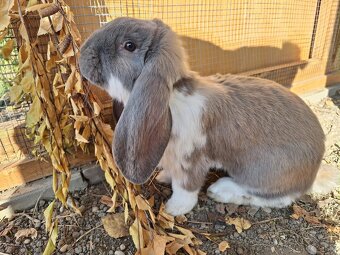 Francúzsky baran - 5