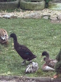 Indické bežce - káčery - 5