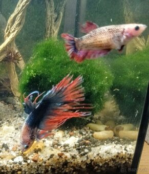 Predám Gupky, Pár bojovnice, - 5