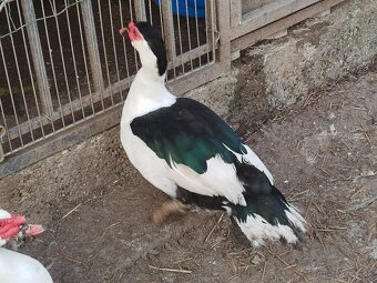 Pižmový káčer - 5