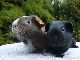 Morčiatka s rodokmeňom - 5