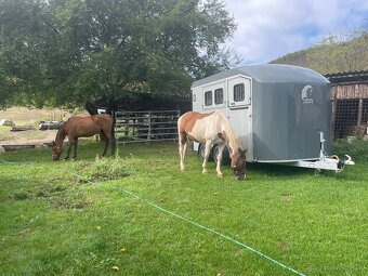 Ustajnenie koní - 5