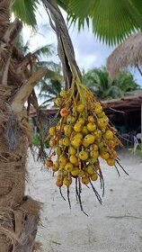 PRITCHARDIA PACIFICA – Fiji-palma – 5ks semien/balenie - 5