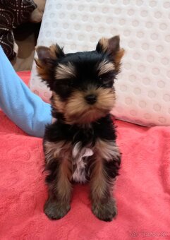 YORKSHIRE TERRIER - psík s PP - 5