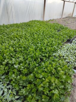 Planty na predaj, aj vo veľkom - 5