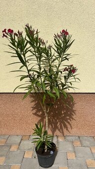 Krásny oleander cyklaménovej farby - 5