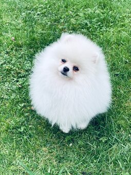 Pomeranian s PP FCI - 5