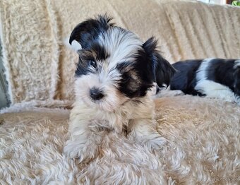 Yorkšhir,york,yorkšhirsky terier - 5