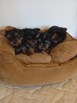 Yorkshire teriér Yorkshir - 5