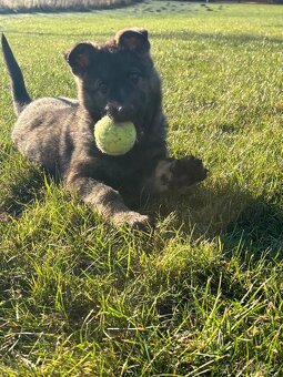 Nemecký ovčiak - 5