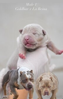 ŠTENIATKA AMERICAN BULLY XL/XXL - 5