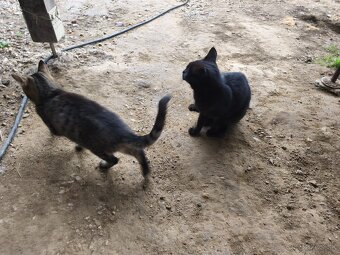 Darujem 2 mačatá - 5