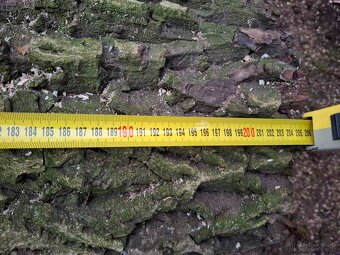 Orechové drevo – kvalitný, hrubý kmeň - 5