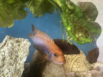 Lodotropheus sprengerae - Chovná skupina - 5