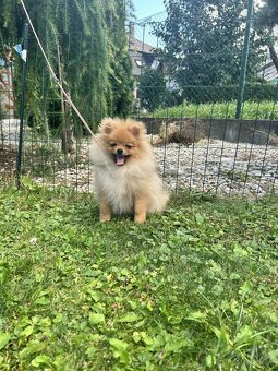 Pomeranian s PP , chovatelská stanica Nucháčik Poms - 5