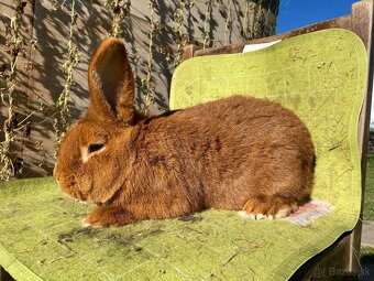 Novozélandské červené - 5