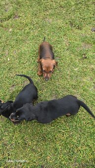 Jazvecik kratkosrsti. - 5