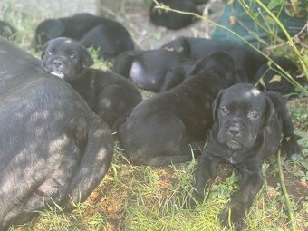 Cane Corso - 5