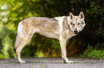 Československý vlčiak šteniatka s PP - 5