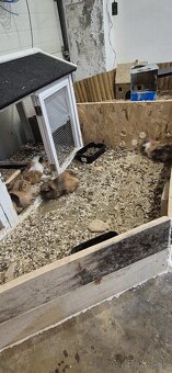 Morské prasiatko - 5