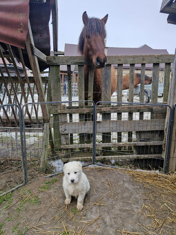 Stredoázijský ovčiak SAO s PP - 5