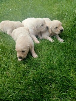Zlatý retriever - 5