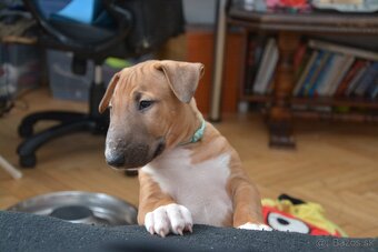 Standard bullterrier ihneď k odberu - 5