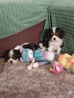 Cavalier, kavalier, cavalier king charles spaniel - 5
