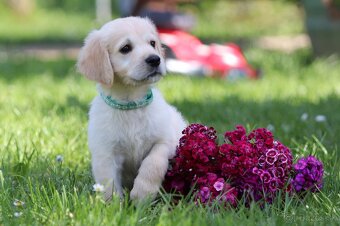 Zlatý retriever/ Golden retriever - 5