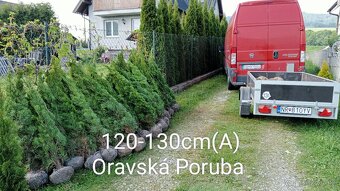 Tuja Smaragd, vavrínovec, červienka - Dolný Kubín, Ružombero - 5