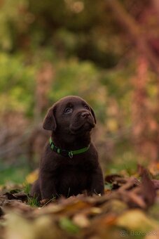 Labrador retriever s PP , Labradorsky retriever - 5
