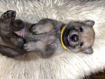 Československý vlčiak šteniatka s PP - 5