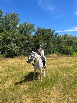 8.r valach Prince, skoky 100cm, vychadzky - 5